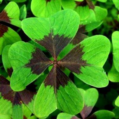 我在江湖有座城游戏下载